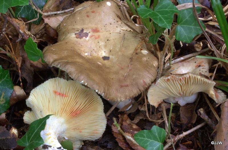 Lactarius acris